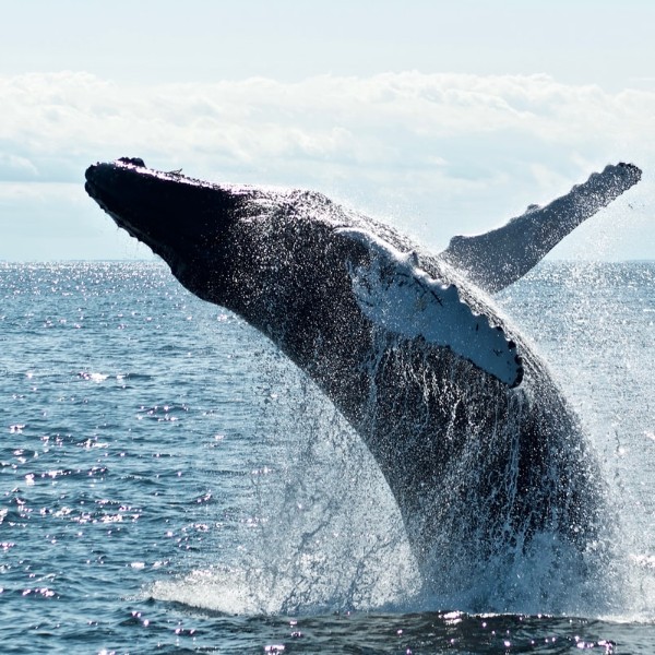 fazihuzzamaan_rasheed